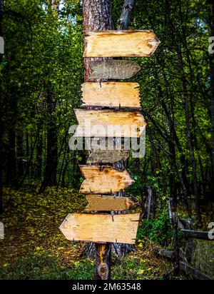 Holzschilder-Zeiger in einem dunklen Wald. Stockfoto