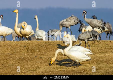 Whooper-Schwäne und Kraniche auf einem Feld Stockfoto