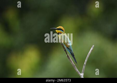 Ein ausgewachsener australischer männlicher Rainbow Bee-Eater - Merops ornatus - Vogel hoch oben auf einem Ast in farbenfrohem, bewölktem Licht Stockfoto