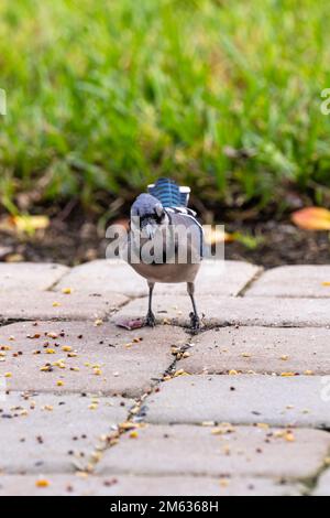 Porträt eines Blue jay, der auf Zementfliesen und Gras steht. Stockfoto