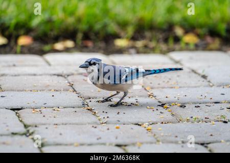 Vorderansicht eines Blue jay, der auf Zementfliesen und Gras steht. Stockfoto