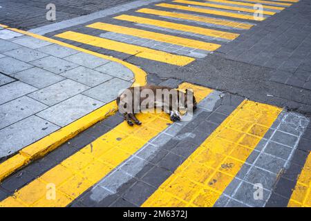 Von oben, von einem müden, niedlichen braunen Hund, der auf einer Zebraüberquerung auf der Stadtstraße in Mexiko lag und ein Nickerchen machte Stockfoto
