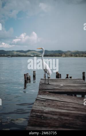 Ardea alba steht auf einem hölzernen Pier am ruhigen Peten Lake in Flores, während Sie bei bewölktem Wetter in die Kamera schauen Stockfoto