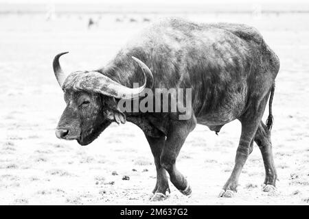 Seitlicher Blick auf afrikanische Büffel mit kurvigen Hörnern auf trockenem Grasgelände im Amboseli-Nationalpark in Kenia Stockfoto