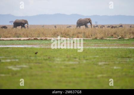 Eine Herde wilder Elefanten, die auf einer Wiese in der Nähe des Sumpfes im Amboseli-Nationalpark spazieren Stockfoto