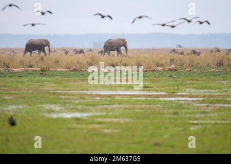 Eine Herde wilder Elefanten, die im Amboseli-Nationalpark auf einer Wiese in der Nähe des Sumpfes unter fliegenden Vögeln spazieren Stockfoto