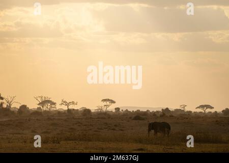 Malerischer Blick auf einsame Elefanten, die auf trockener Wiese in der Nähe von Bäumen wandern und bei Sonnenuntergang im Amboseli-Nationalpark weiden Stockfoto