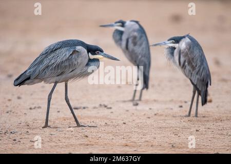 Gruppe von Schwarzhalsreihern mit langen dünnen Beinen, die auf trockenem sandigem Gelände im Amboseli-Nationalpark stehen Stockfoto