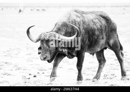 Seitlicher Blick auf afrikanische Büffel mit kurvigen Hörnern auf trockenem Grasgelände im Amboseli-Nationalpark in Kenia Stockfoto