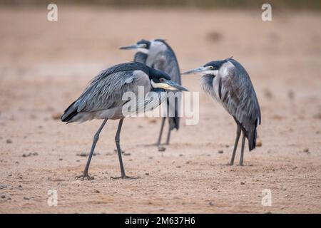 Gruppe von Schwarzhalsreihern mit langen dünnen Beinen, die auf trockenem sandigem Gelände im Amboseli-Nationalpark stehen Stockfoto