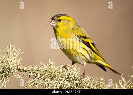 Süßer Mann von Goldfink-Lugano-Vogel mit gelbem Gefieder, der auf einem dünnen, blattlosen Zweig im Wald sitzt Stockfoto