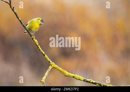 Süßer Mann von Goldfink-Lugano-Vogel mit gelbem Gefieder, der auf einem dünnen, blattlosen Zweig im Wald sitzt Stockfoto