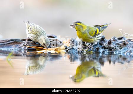Ein Paar bezaubernde männliche und weibliche eurasische Siskin-Passanten, die an einem sonnigen Tag im Park am Ufer des ruhigen Sees sitzen Stockfoto