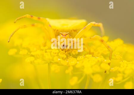 Hochwinkel-Nahaufnahme der leuchtenden Misumena vatia-Krabbenspinne, die an sonnigen Tagen im Amboseli-Nationalpark in Kenia auf einer gelben Blume sitzt Stockfoto