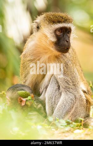 Gelbe Pavianmutter, die mit dem Baby spielt, während sie auf einem grasbedeckten Boden im Dschungel des Amboseli-Nationalparks in Kenia sitzt Stockfoto