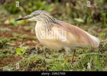 Wilder Ardeola ralloides-Vogel, der auf dem Grasstrand des Wasserreservoirs in der Savanna des Amboseli-Nationalparks in Kenia sitzt Stockfoto