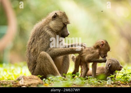 Gelber Pavian, Mutter, die das Fell eines Kindes pflegt, das mit seinem Geschwister spielt, während er im Dschungel des Amboseli-Nationalparks, Kenia, auf grasigem Boden sitzt Stockfoto