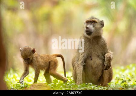 Gelbe Pavianmutter, die mit dem Baby spielt, während sie auf einem grasbedeckten Boden im Dschungel des Amboseli-Nationalparks in Kenia sitzt Stockfoto