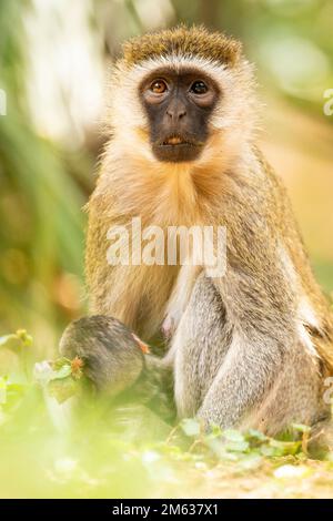 Gelbe Pavianmutter, die mit dem Baby spielt, während sie auf einem grasbedeckten Boden im Dschungel des Amboseli-Nationalparks in Kenia sitzt Stockfoto