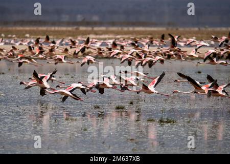 Scharen wilder Flamingos auf der Oberfläche des ruhigen Sees in der Savanna des Amboseli Nationalparks, Kenia Stockfoto