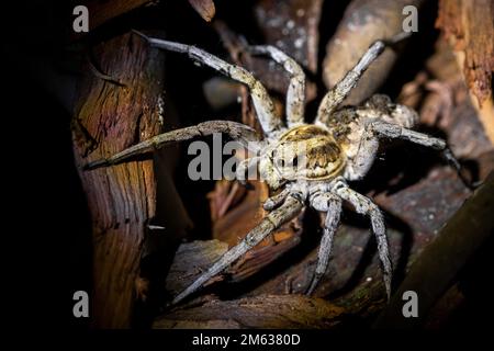 Von oben eine große Spinne der Familie Lycosidae, die in dunkler Nacht in der Natur auf einem alten Stumpf krabbelt Stockfoto