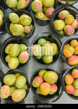 Draufsicht auf frische saftige Mangos in schwarzen Eimern, die auf dem lokalen Markt in Australien auf den Tisch gestellt werden Stockfoto