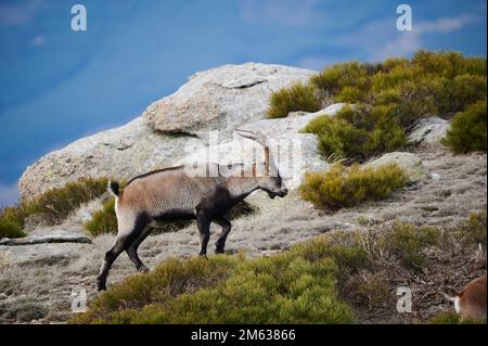 Wilde braune und schwarze Ziege mit langen Hörnern, die auf Felsen wandern Stockfoto