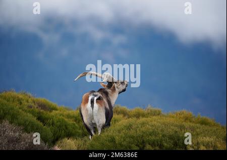 Wilde braune und schwarze Ziege mit langen Hörnern auf Gras Stockfoto