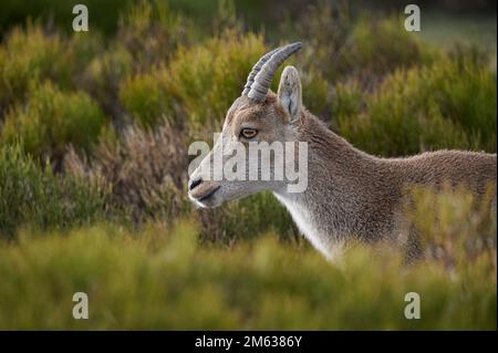 Braune Bergziege auf grünem Grasfeld in Sierra de Guadarrama in Madrid Stockfoto