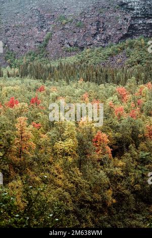 Blick aus der Vogelperspektive auf den Herbstwald mit leuchtend grünen roten und orangefarbenen üppigen Bäumen, die in der Bergregion Islands wachsen Stockfoto