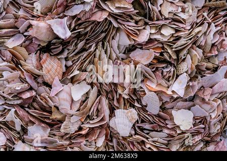 Top view of natural background with lots of different thin seashells lying on shore of sea Stockfoto