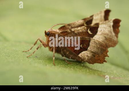 Natürliche Nahaufnahme auf der Purple Thorn Geometer Motte, Selenia tetralunaria, sitzt auf einem grünen Blatt mit offenen Flügeln Stockfoto