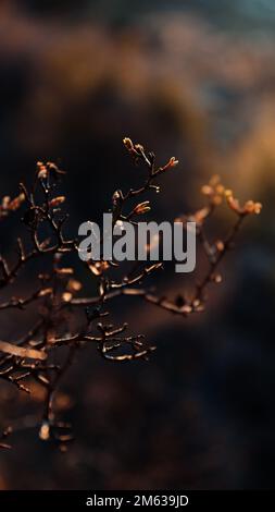 Dünne Zweige von Bäumen mit kleinen ungeöffneten Knospen, die im Wald von Cholila auf verschwommenem Hintergrund wachsen Stockfoto
