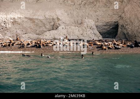 Malerischer Blick auf eine Schar von Seelöwen, die auf Kieselsteinen ruhen und im Wasser in der Nähe von felsigen Klippen schwimmen Stockfoto