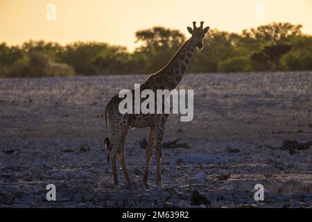 Einsame wilde Giraffen auf Wüstenboden mit Safari bei Sonnenuntergang Stockfoto