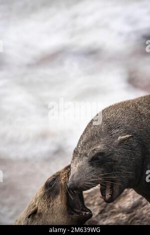 Seitlicher Blick auf wütende Seehunde, die im Cape Cross Seal Reserve an der Namibia Skeleton Coast kämpfen Stockfoto