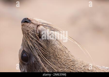 Nahaufnahme der südafrikanischen Seehunde in der großen Robbenkolonie Cape Cross Namibia Südafrika Stockfoto
