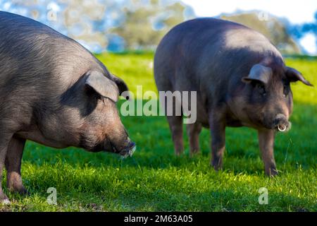 Schwarze iberische Schweine, die an einem sonnigen Sommertag auf dem Land auf einem grünen Grasfeld in der Nähe von Hügeln weiden Stockfoto