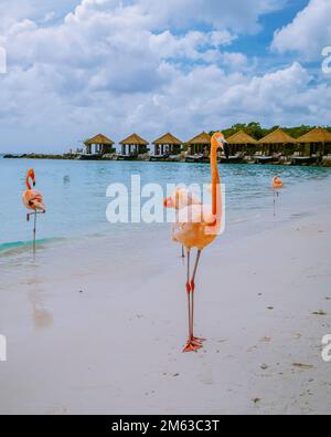 Aruba Strand mit rosa Flamingos am Strand, Flamingo am Strand in Aruba Island Karibik. Ein farbenfrohes Flamingo am Strand im Sommer Stockfoto