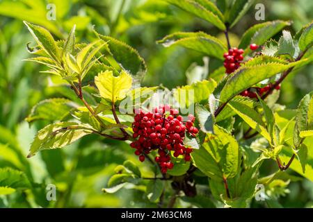 Nahaufnahme von roten Holunderbeeren. Sambucus racemosa. Stockfoto