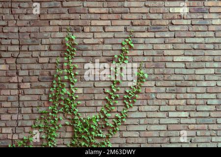 Alte Backsteinmauer mit Efeu überwuchert. Rustikaler Hintergrund. Stockfoto