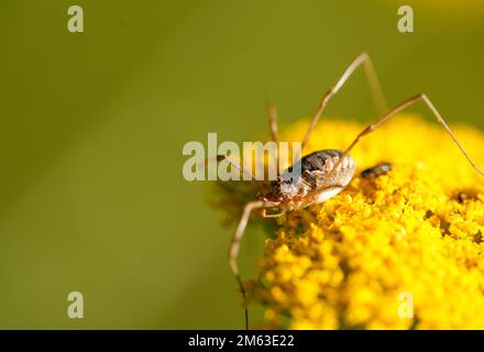 Erntemaschine auf der gelben Blume der Schafgarbe. Insektennahaufnahme vor grünem Hintergrund. Spinne mit langen, dünnen Beinen. Opilione. Stockfoto