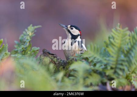 Großer Fleckspecht Dendrocopos Major, männlicher Erwachsener auf einem Baumstumpf auf dem Waldboden, Suffolk, England, Dezember Stockfoto