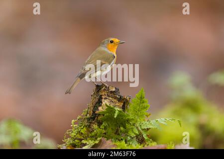 Europäisches Rotkehlchen Erithacus rubecula, Erwachsener auf einem Stumpf auf dem Waldboden, Suffolk, England, Dezember Stockfoto
