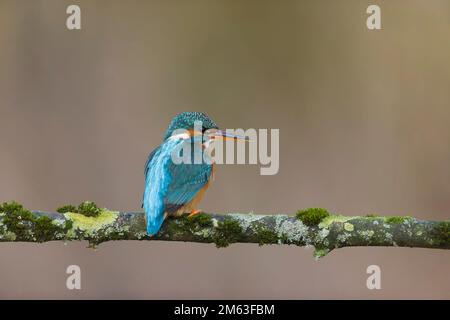 Der gewöhnliche Königsfischer Alcedo hier, eine Erwachsene Frau hoch oben auf einem mossigen Ast, Suffolk, England, Januar Stockfoto