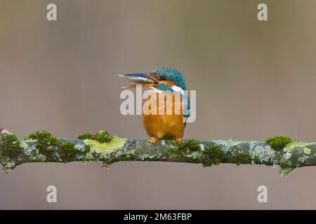 Der gewöhnliche Königsfischer Alcedo hier, eine Erwachsene Frau hoch oben auf einem moosem Ast mit neun gezogenen Stickleback Pungitius pungitius, Beute im Schnabel, Suffolk, England Stockfoto