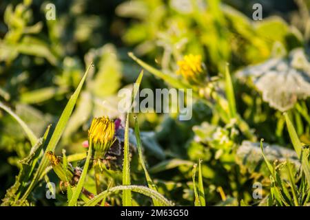 Gelbe Löwenzahnblume mit Morgenfrost bedeckt. Gelbe Wiesenblüte von Löwenzahn mit Frost in den frühen Morgenstunden bedeckt. Stockfoto