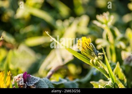 Gelbe Löwenzahnblume mit Morgenfrost bedeckt. Gelbe Wiesenblüte von Löwenzahn mit Frost in den frühen Morgenstunden bedeckt. Stockfoto