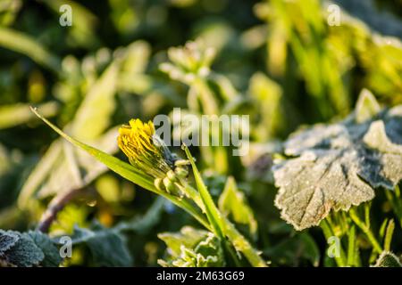 Gelbe Löwenzahnblume mit Morgenfrost bedeckt. Gelbe Wiesenblüte von Löwenzahn mit Frost in den frühen Morgenstunden bedeckt. Stockfoto