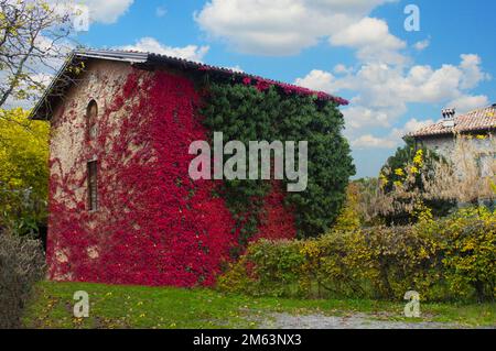 Alte Scheune mit rotem und grünem Efeu Stockfoto